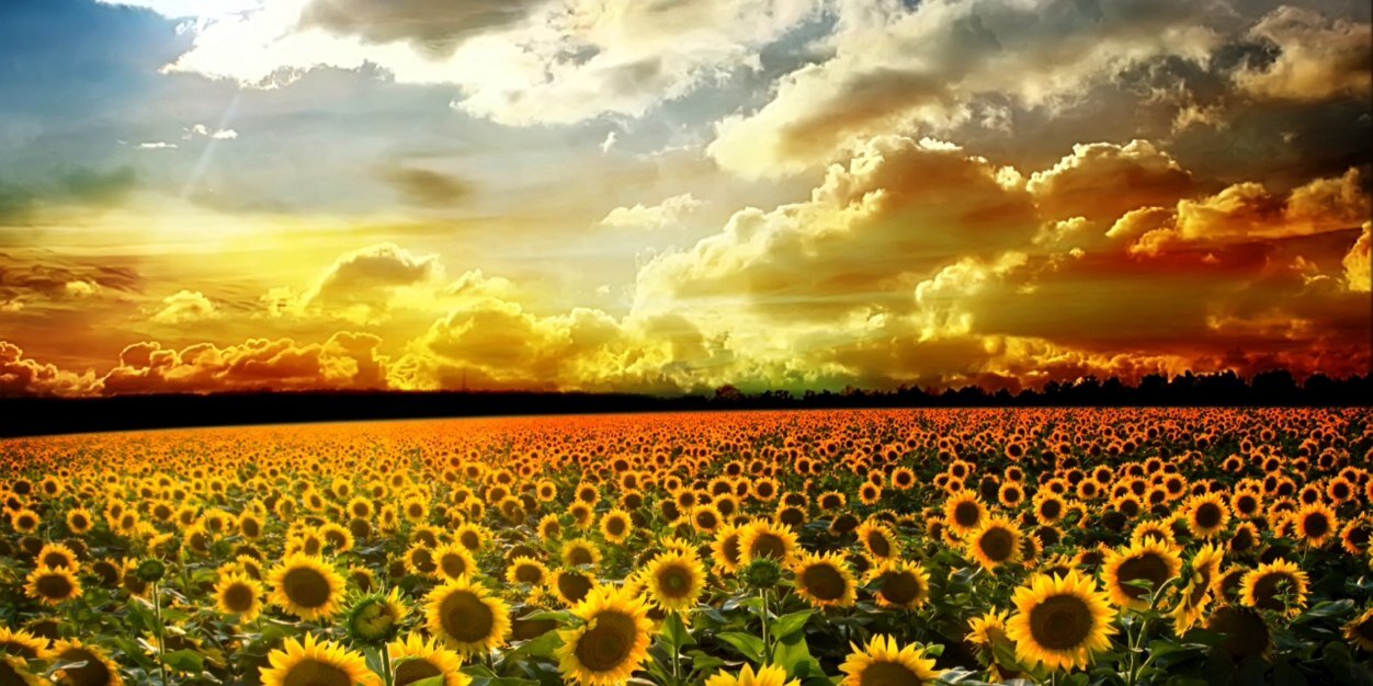 kn_finch's profile banner image