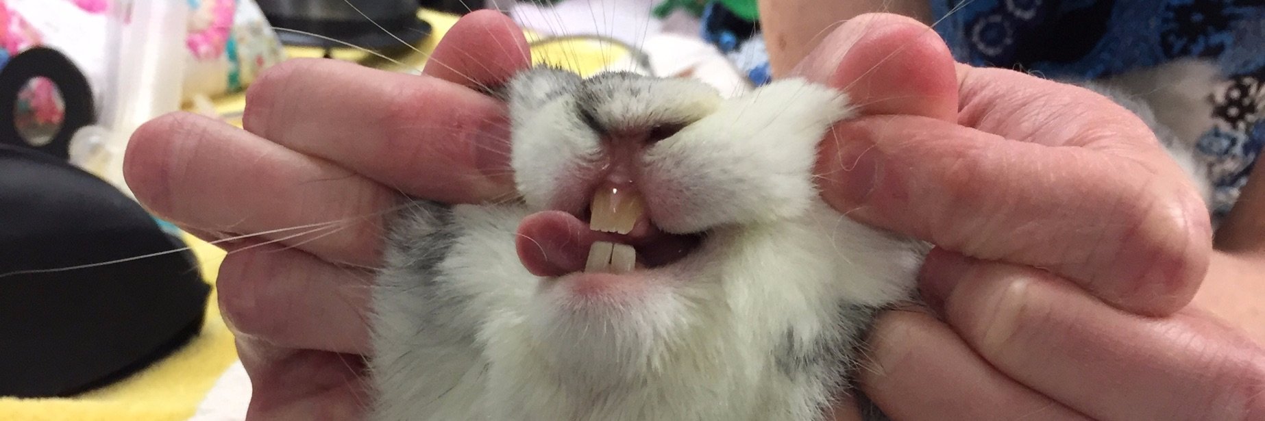 Officer Edith banner