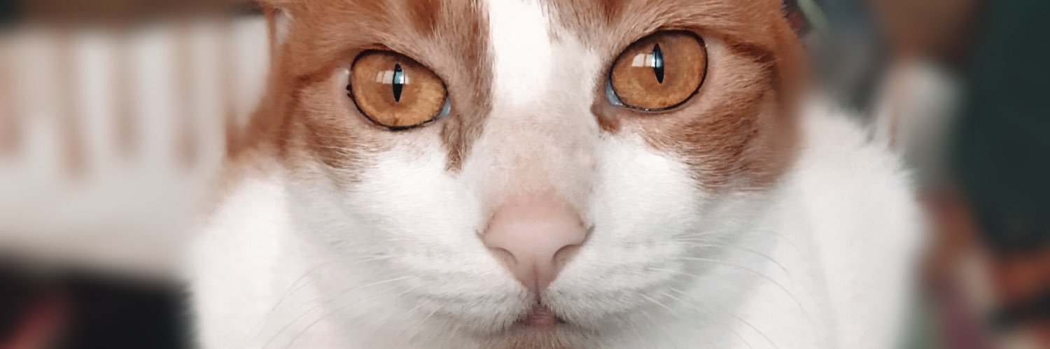 hellobitchess_1's profile banner image