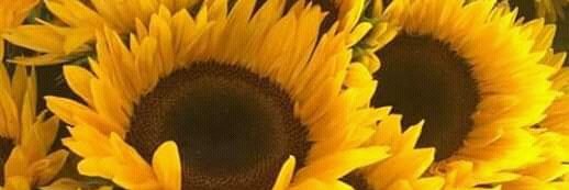 ReNoquele_'s profile banner image