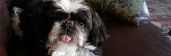 jackiebomps's profile banner image