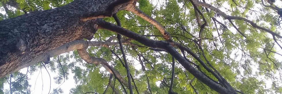 lizfom's profile banner image