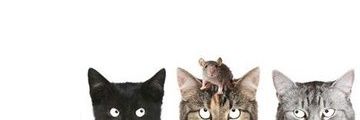 dinmul's profile banner image