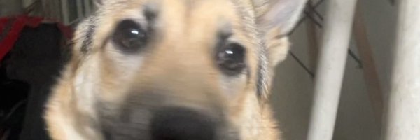 kxssmj Profile Banner