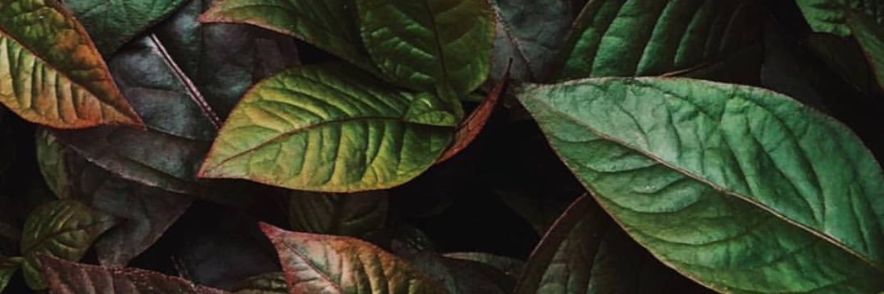 mymaide's profile banner image