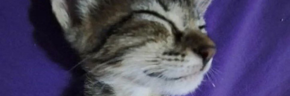 Sandmannequin 🇵🇸🇺🇦🇻🇪🇨🇺 banner