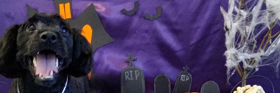 who1she's profile banner image