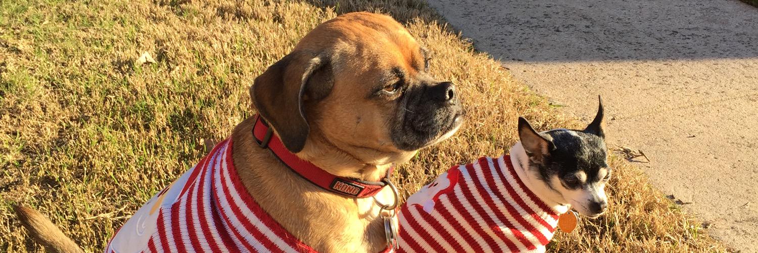 Linda Ash Minshew banner