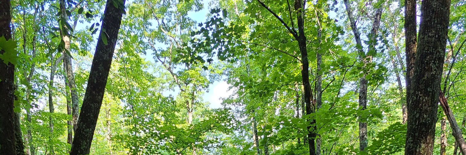 Jennifer Jackson banner