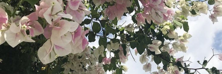 pamelacanedo's profile banner image