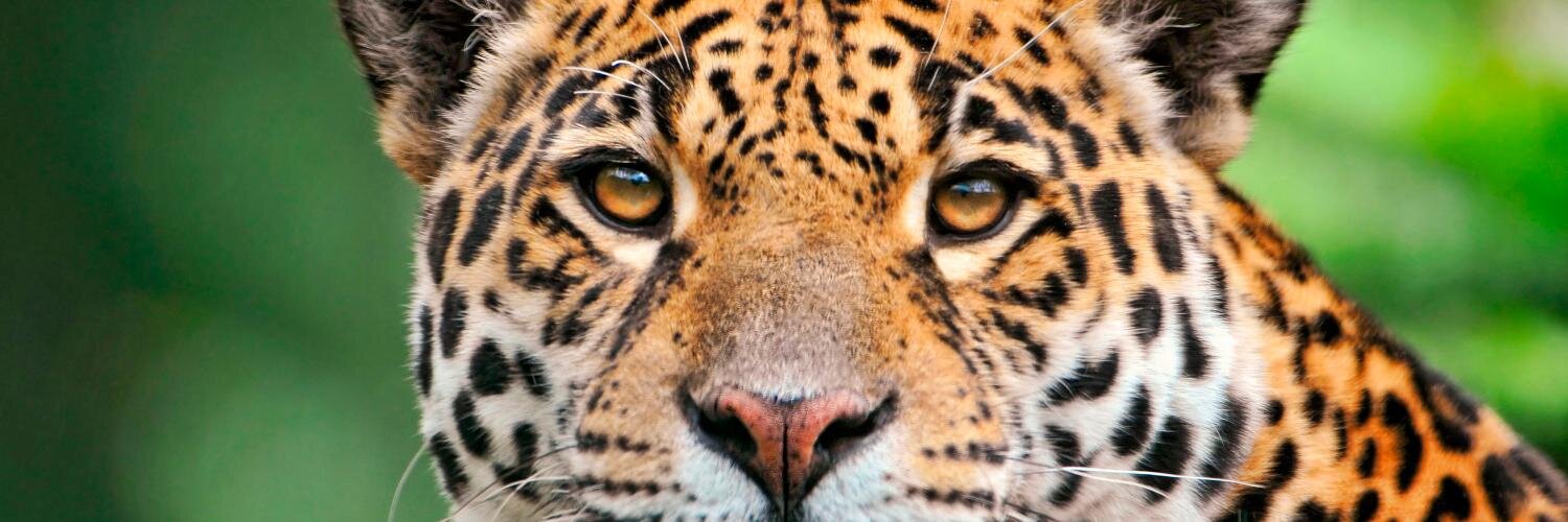 Pablo Andrés banner