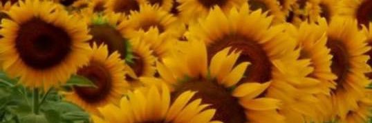 lynninlet's profile banner image
