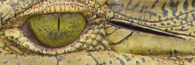 Allison MacDonald banner