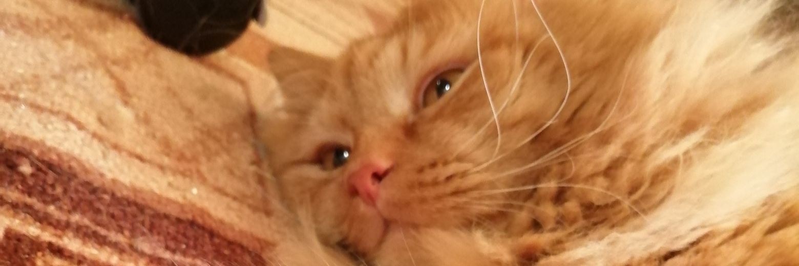 ⚰️ZloyXP🐀 banner