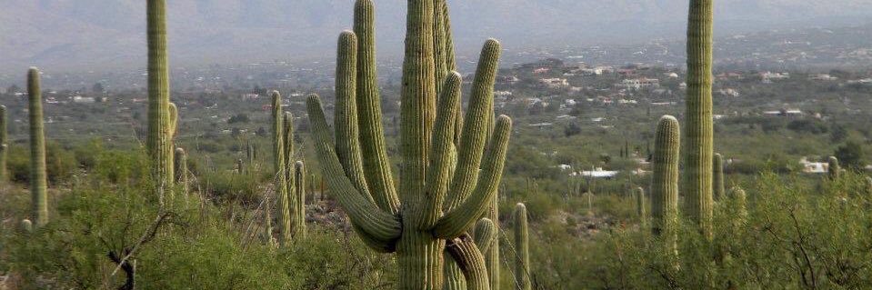 saguaro2011's profile banner image