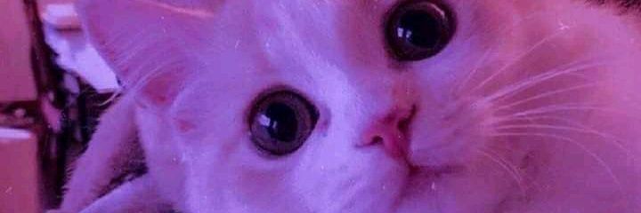 imlieramae's profile banner image