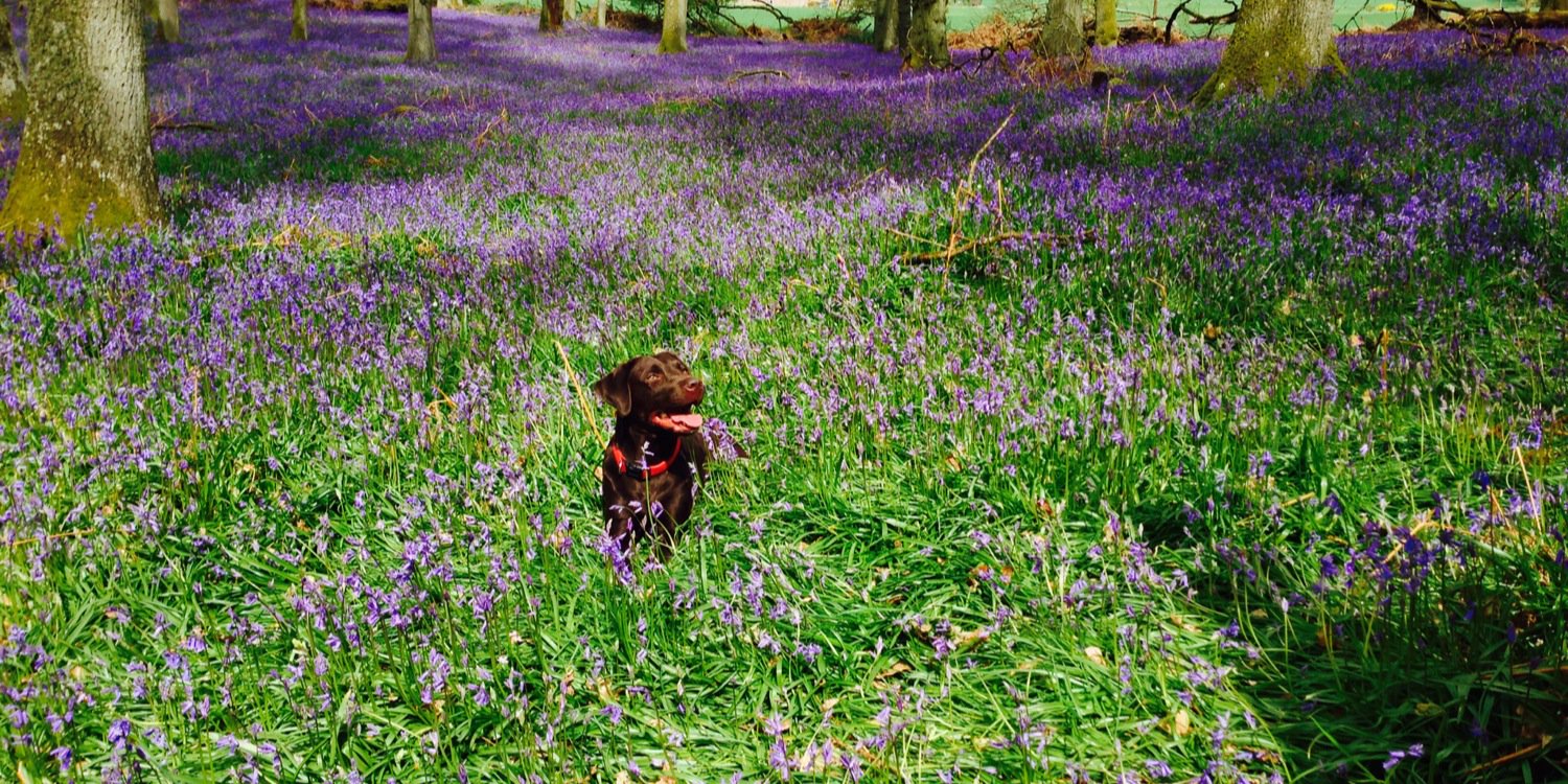 Sheena Howden banner