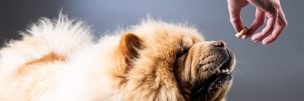 Fat_Chicken_ Profile Banner