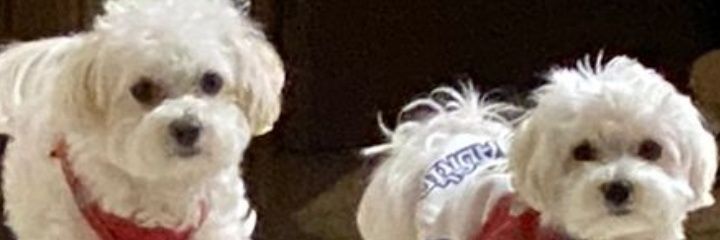 JosPalas's profile banner image