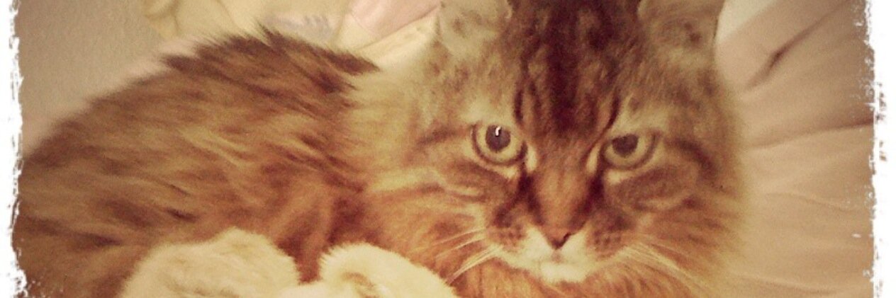 hasipuh's profile banner image