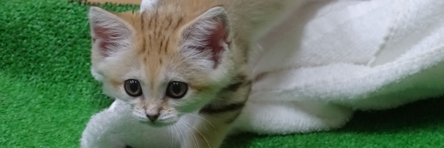 ajision0's profile banner image
