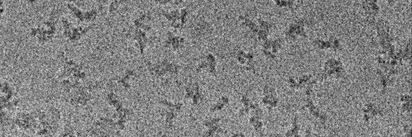 BubeckLab Profile Banner