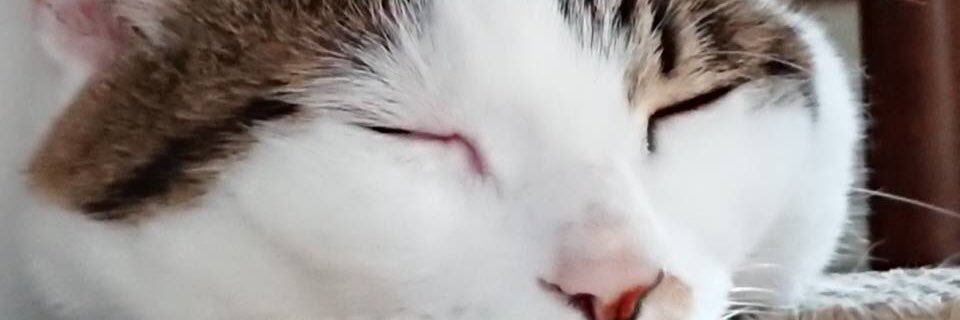mtk0113_z's profile banner image