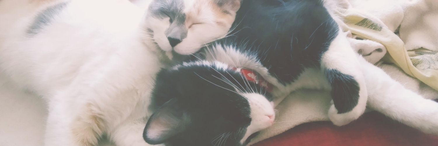 Cati_conC's profile banner image