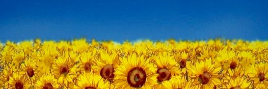 Sigitas Р.В.К.И.Н.Х. banner