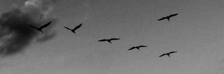 aleguillemin's profile banner image