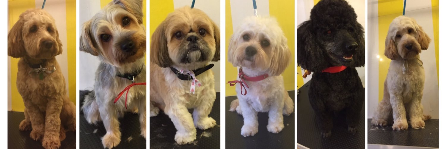 ThomasinsTidyTails banner