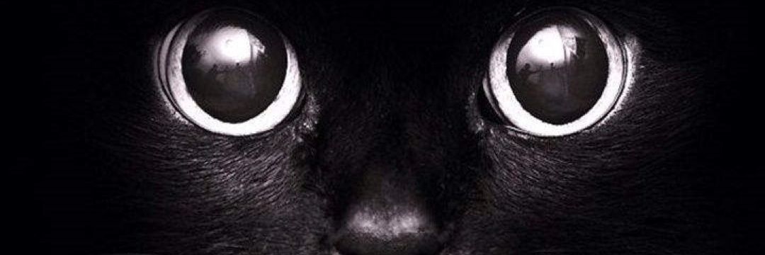 bimabhi_'s profile banner image