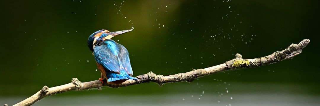 Paul Bocking InFocus Photos banner