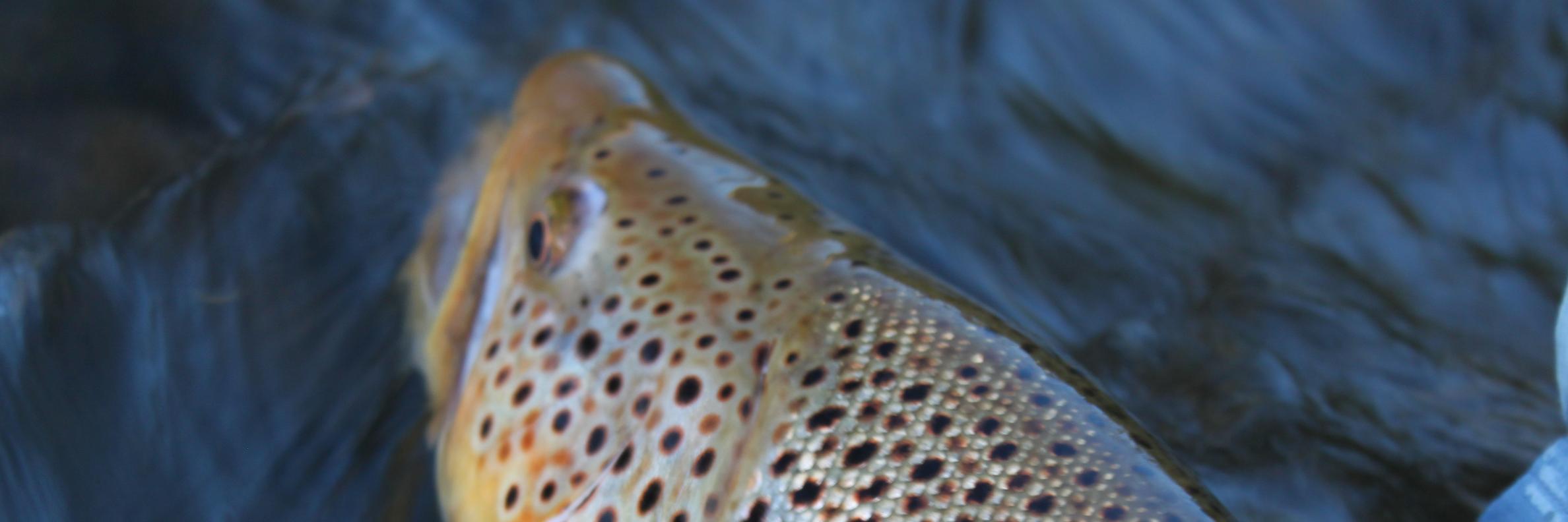 Kelly Galloup banner