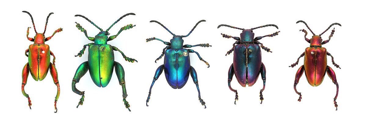 Mrs M Morrison banner