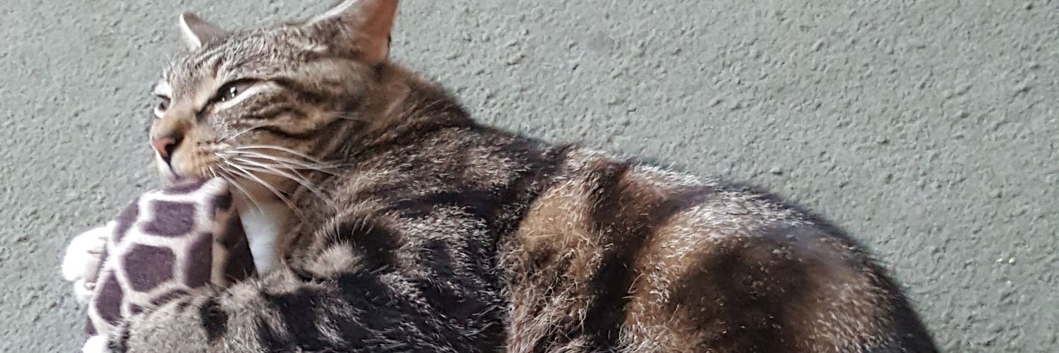 Ali H. 🐈🦊 banner