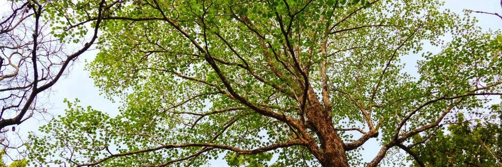 Conserving_CI banner