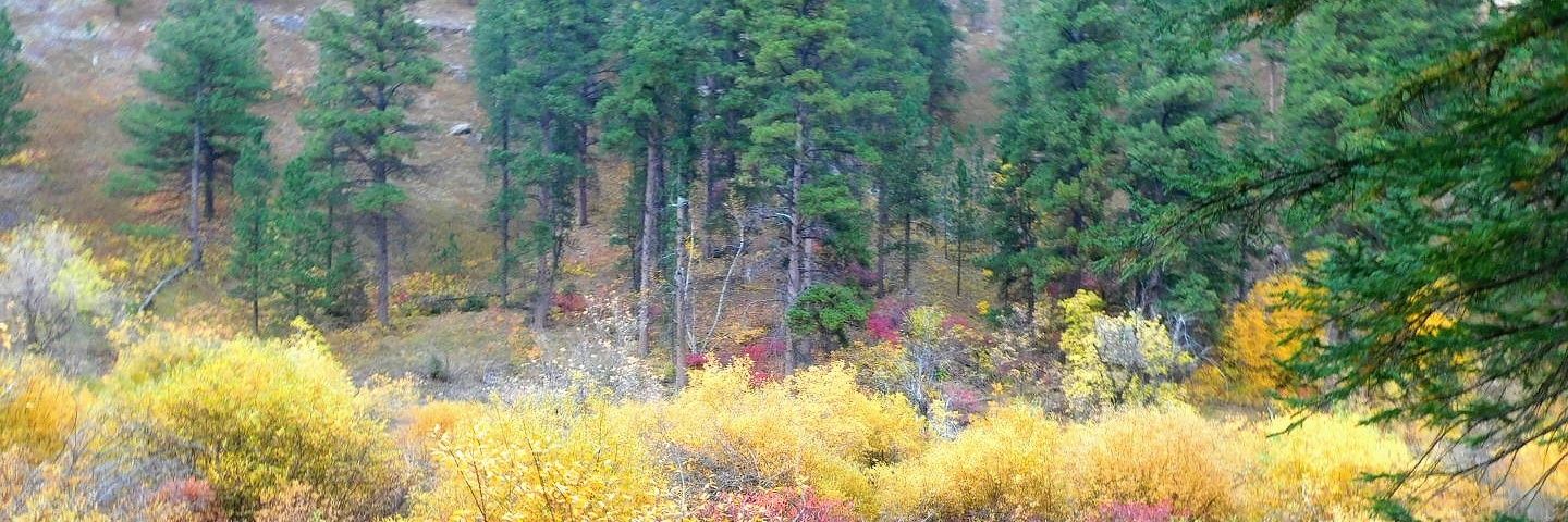 Vicky_Nelson72's profile banner image