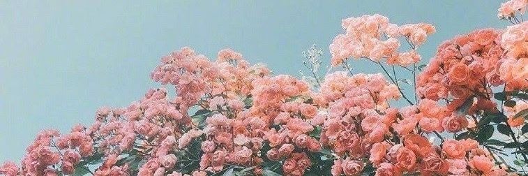 lapetiterose's profile banner image