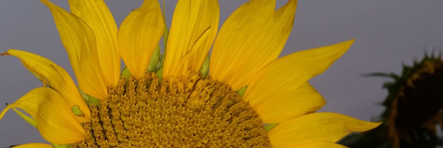 shelbieW4's profile banner image