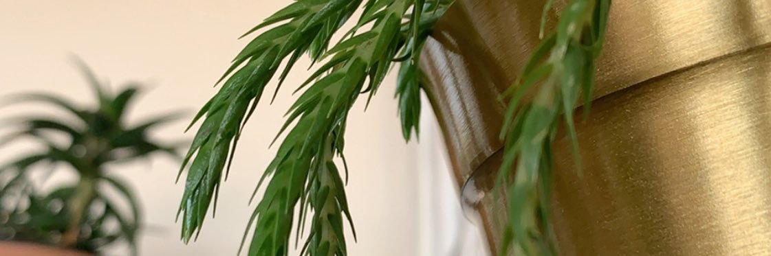 SBDubs banner