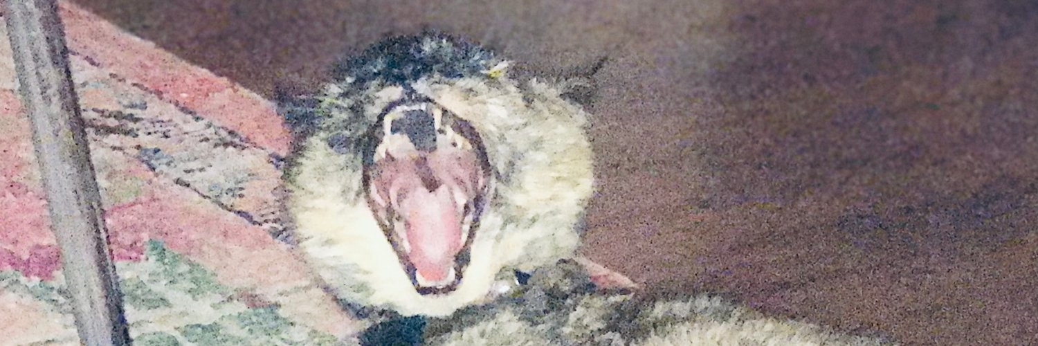 Molly Mitchell banner