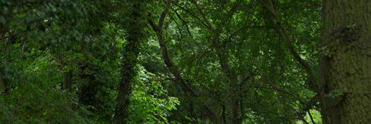 rewildlondon's profile banner image