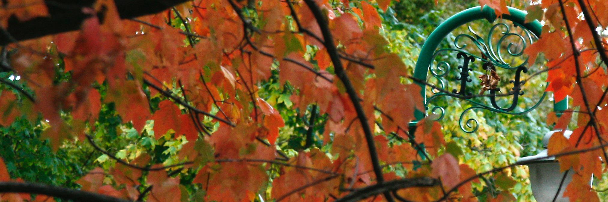 IU_Wells's profile banner image
