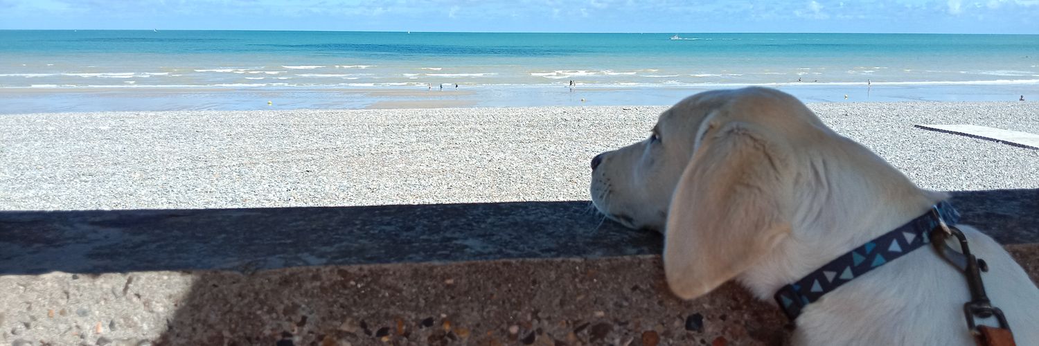 LisaaDaamy's profile banner image