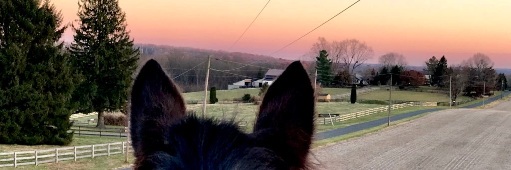 otterschnauzer's profile banner image