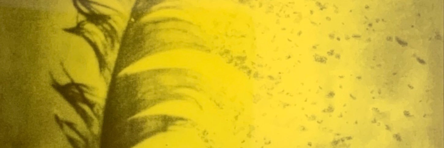 Lela banner