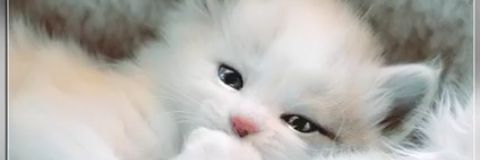 maryserauj's profile banner image