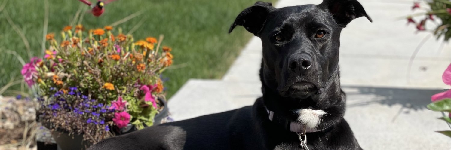 julierenee2's profile banner image