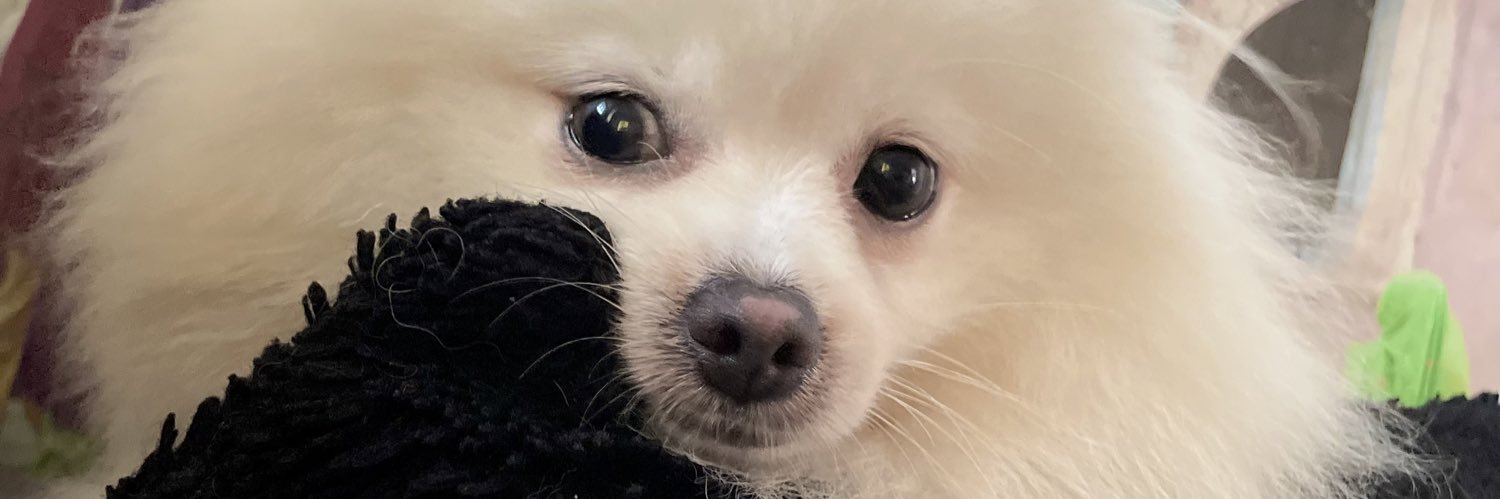 cibelechoo's profile banner image